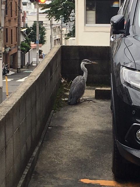 普段見慣れない鳥が駐車場の隅にいたところを筆者が撮影